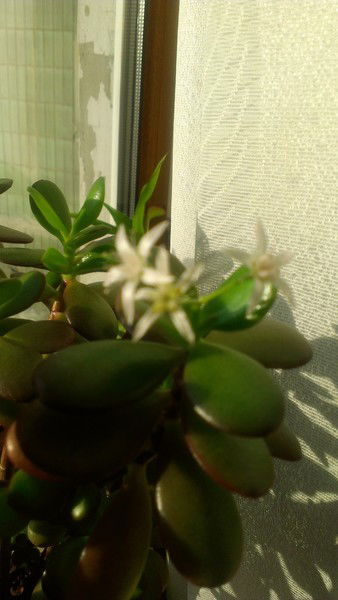 Надежда Евсеева