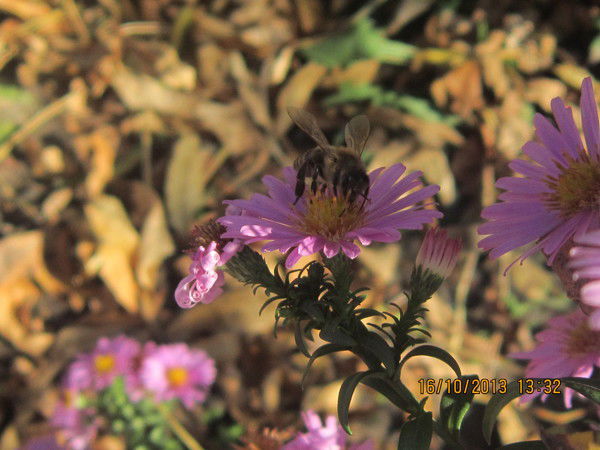 Данила Боговик