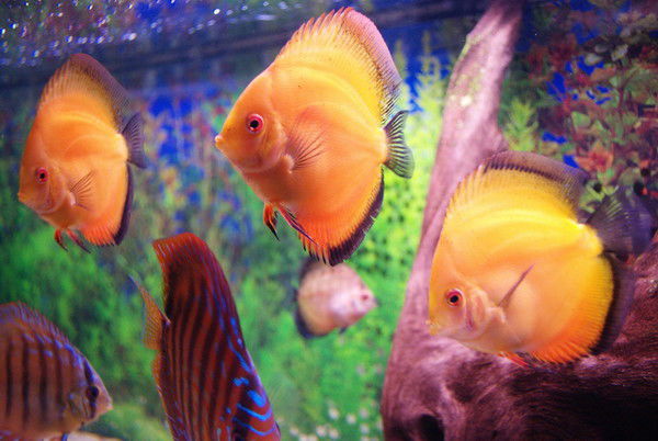 Антон Карачевцев