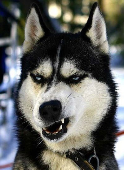 Никита Астахов