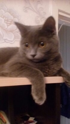 Людмила Рустамова