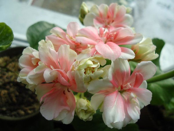 Виктория Соловьева