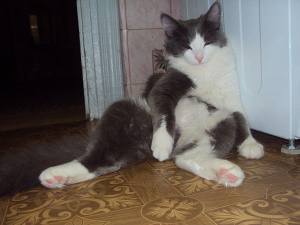 Стас Рабинович