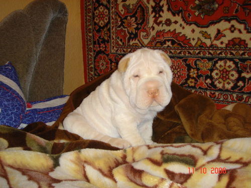 Лариса Кузовкова