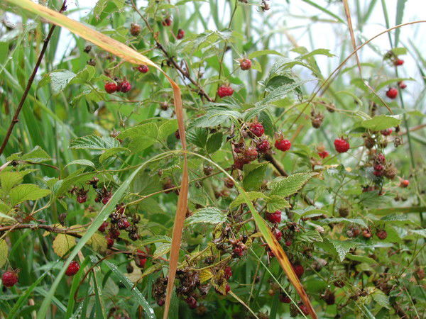 Жаннат Мауина