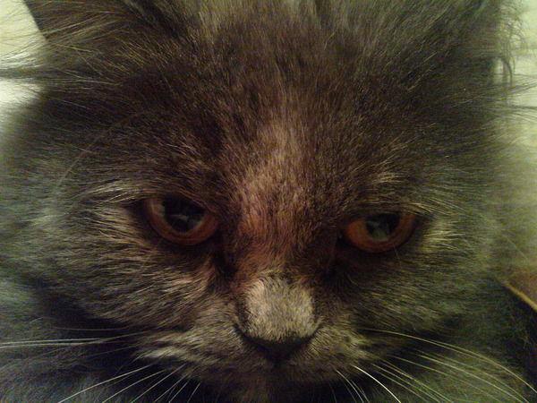 Павел Спицин