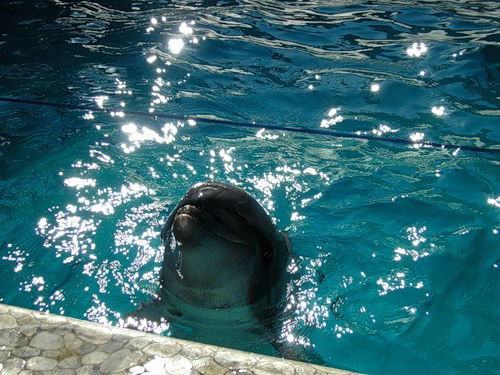 Павел Вакула