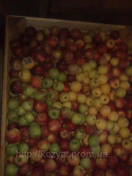 Людмила Кидрон-Лисовская