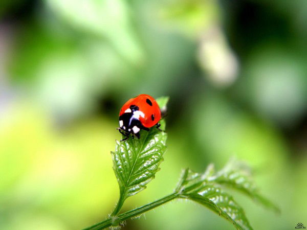 Фарида Кулиева