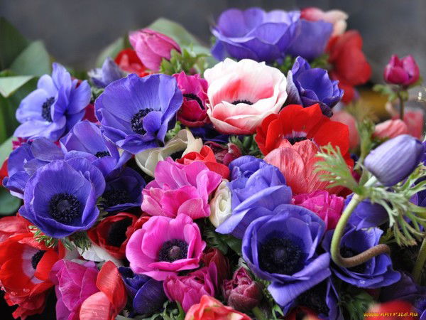 Скоробогатова Мария