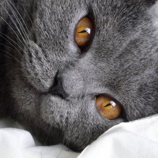 Ульяна Дремова