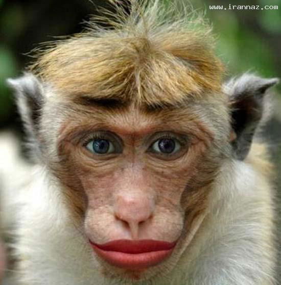 Ирина Дудник