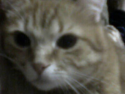 Миша Борисовский