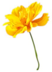 Дина Талиева