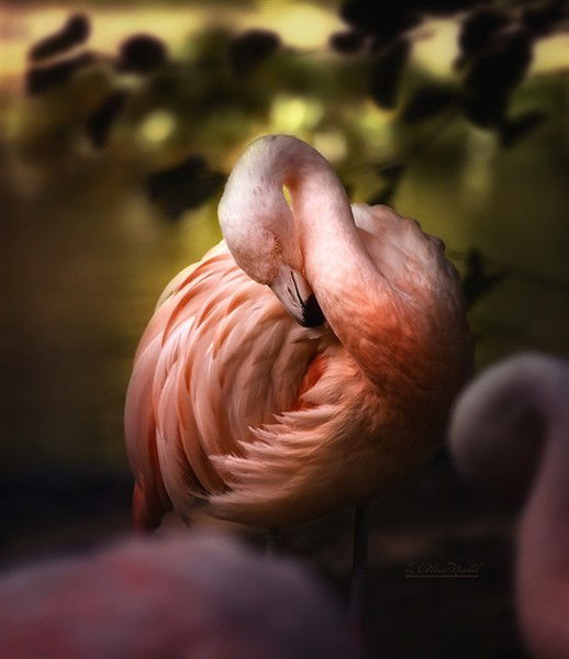 Елена Грацианская