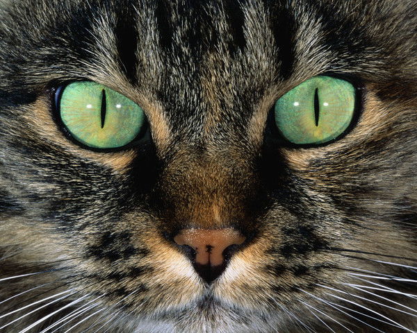 Ирина Шевченко