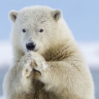 Виталий Кононов