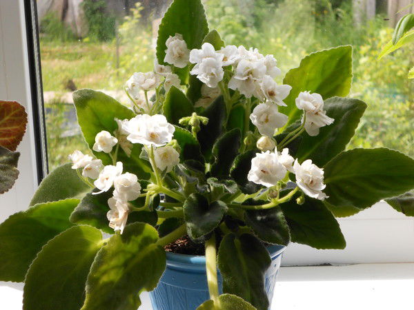 Зоя Касьянова