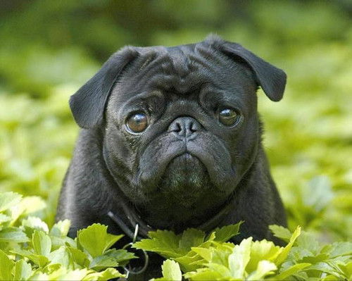 Олег Веселов