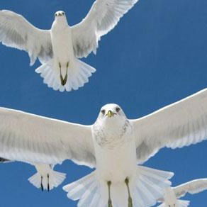 Ирина Пунегова