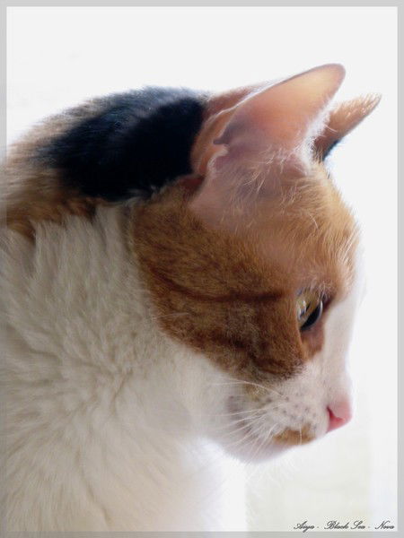 Татьяна Агафонова