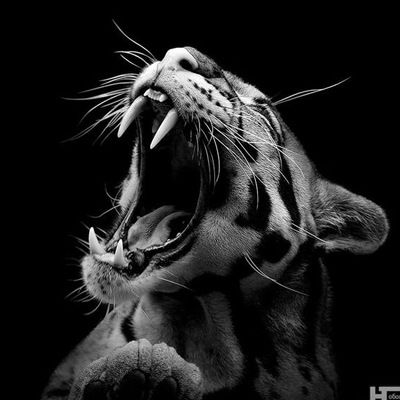 Сильфа Воздушная