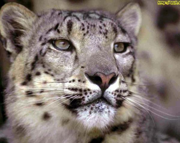 Климова Анна