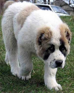 Аманжан Иманбаев