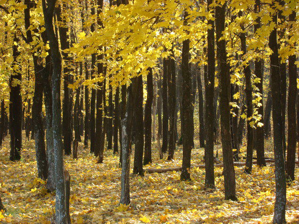 Ольга Соколова