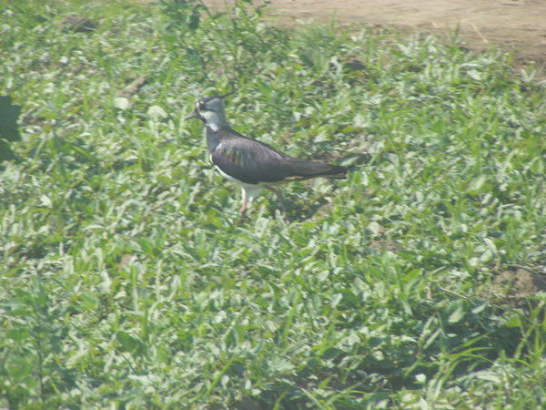 Максим Шкуренков