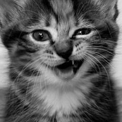 Елена Зайнулина