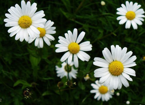 Елена Радкевич