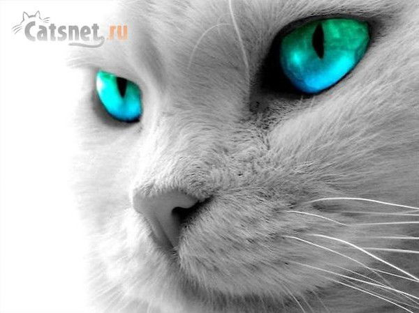 Светлана Жернакова