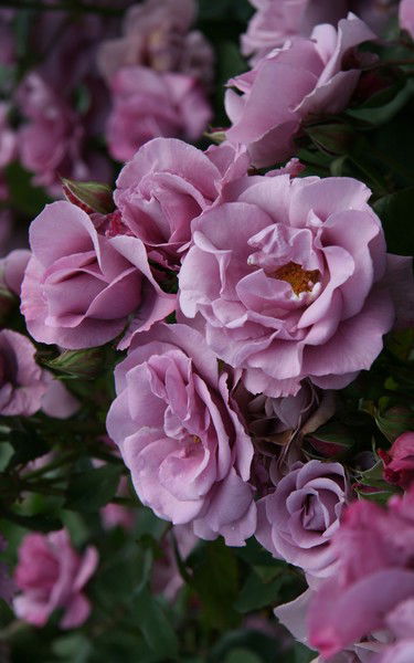 Маргарита *