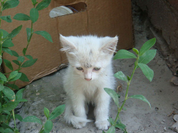 Александр Орлов