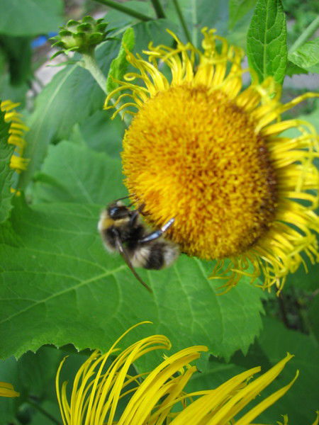 Елена Аврамова