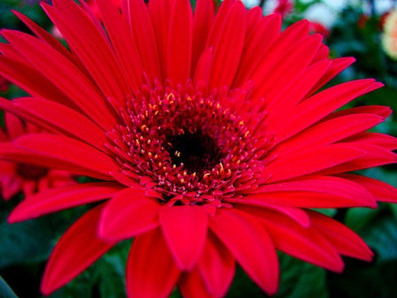 Марианна Лейтес