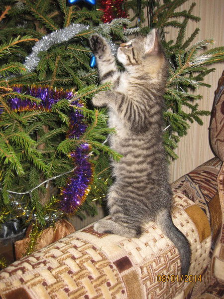 Евгения Конова