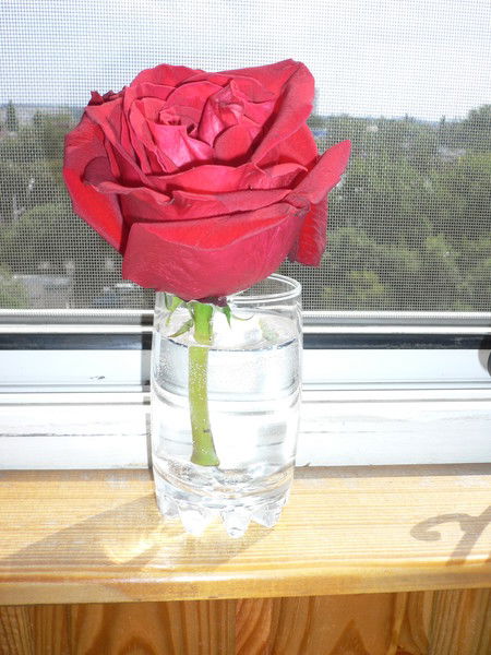 Елена Агафонова