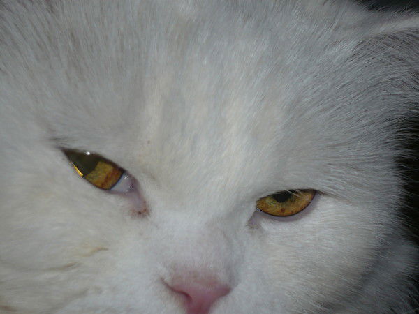 Оксана Федорова