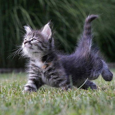 Серега Сергеев