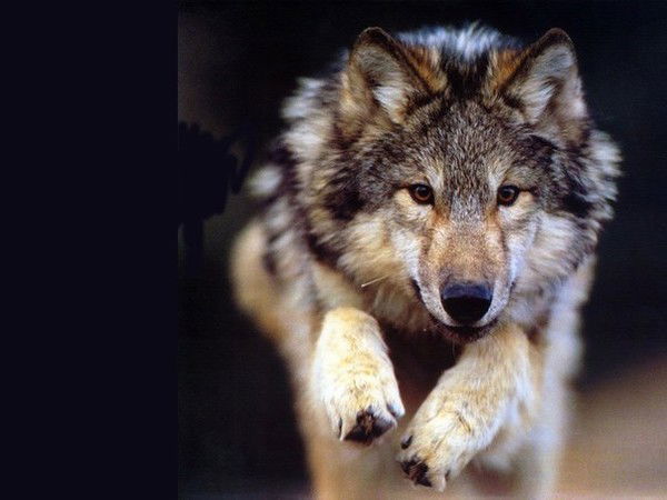 Ануш ************