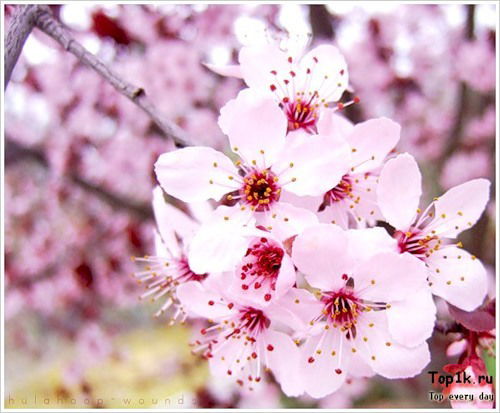 Анастасия Долгова