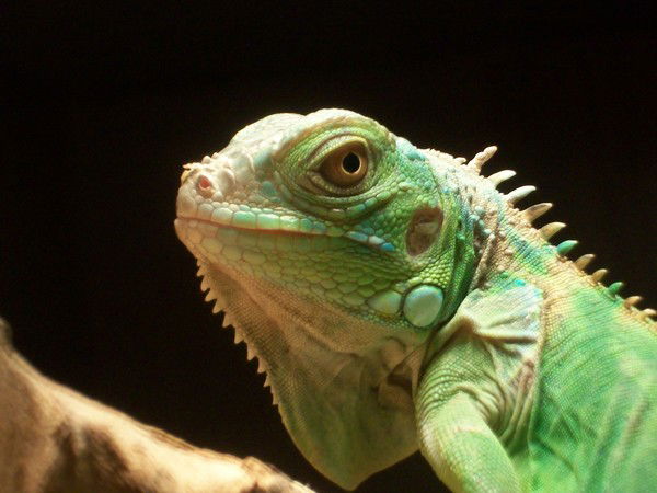 Александр Старостин