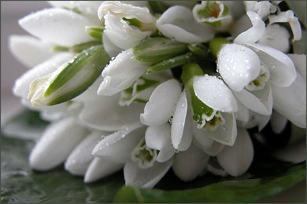 Олеся Харченко