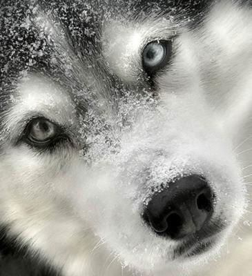 Борис Сухарев