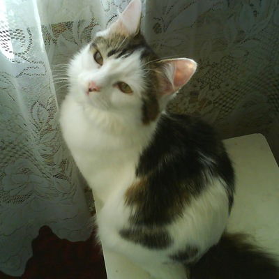 Алёнка Лапа