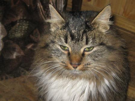 Светлана :))))