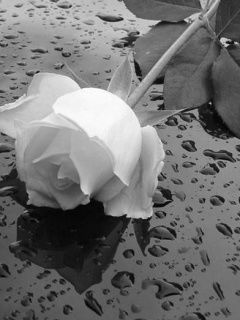 Екатерина Шкодина