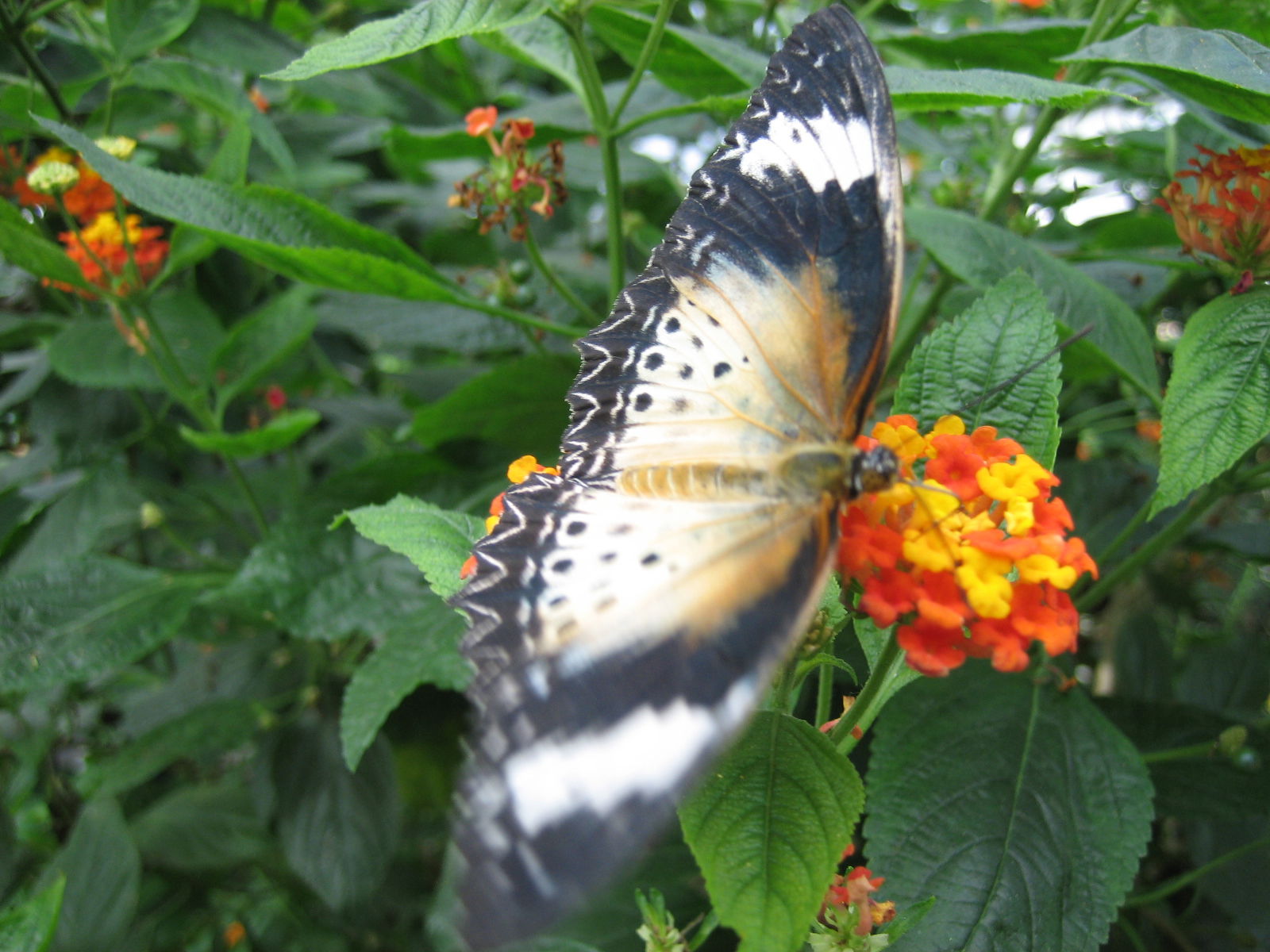 Виталик Шенк